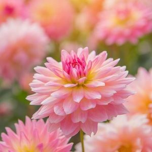 Meet your Posher, Ashlin